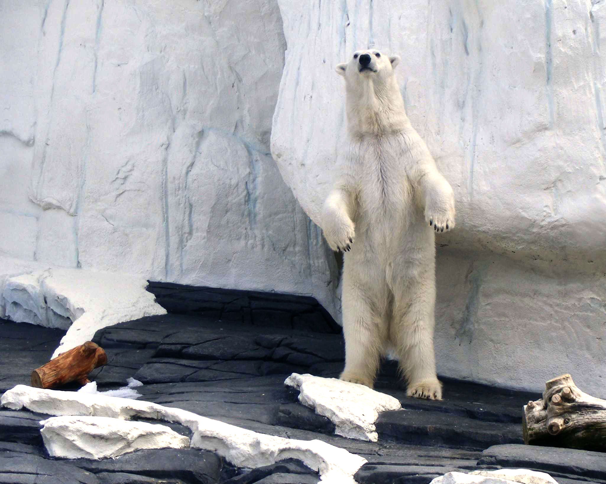 Zoo polar bear image